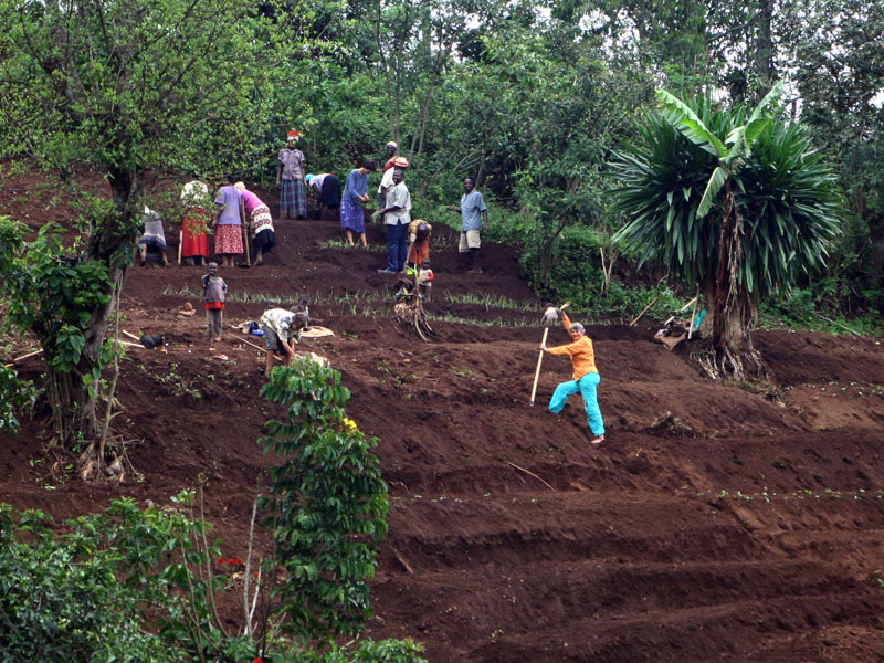 Terracing community gardens in Kabale, Uganda, under able leadership of Eugene resident and master gardener Marcia Hafner